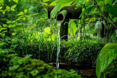 苔蘚盆景|苔盆栽に向いている苔3選！おすすめする理由や栽培。